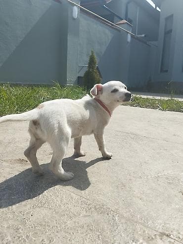 gencede heyvanlar: Cek rassel teryer, 3 ay, Erkek, Peyvəndli, Ünvandan götürmə — 4