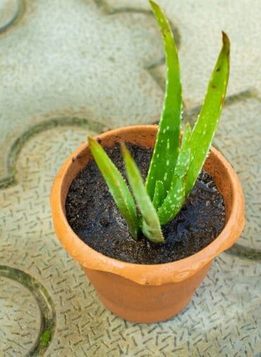 продажа комнатных растений: Aloe vera barbadensis dibceki 3.azndan 100 azna kimi var — 6