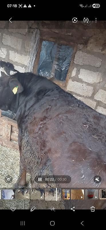 erkək danalar: Məhsul: Qaramal – erkək dana/öküz Təsvir: - Rəngi: qara, baş nahiyəsi — 1