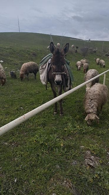 Qoyun eşşeydi - Güclü və dözümlü işlək heyvan - Otlaq və dağlıq