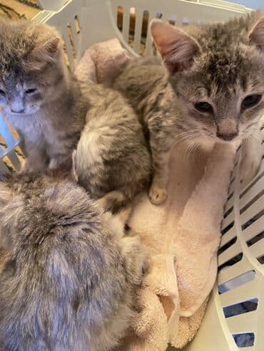 sahiblendir: Yaxşı əllərə — 2