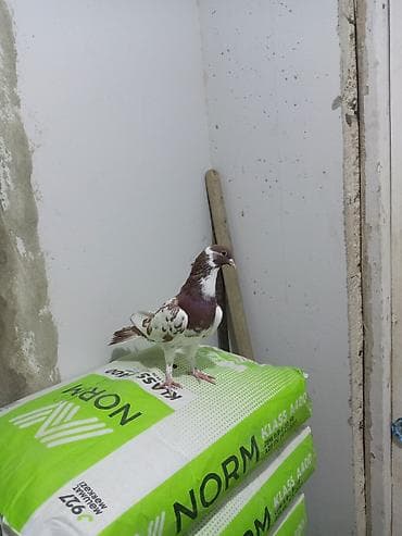 muhabbet quşu: Salam saglam quşdu ərkəydi təmiz cinsdi — 6