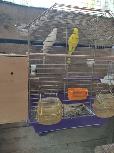 Gəmiricilər: Quslar tek tek 12 Azn cutter 30 Azn alti balali cut 50 Azn — 7