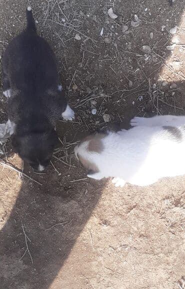 itlerin pulsuz verilmesi: Peyvəndli — 3