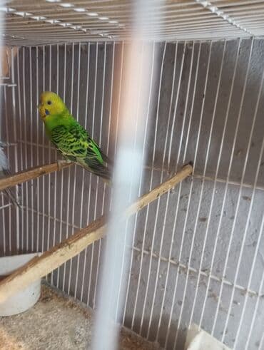 fireng quşu: Biri 9 manat rengbereng balalar Unvan Bileceri — 4