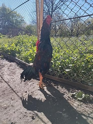 gəncə toyuq satan: Məhsul: Uzunboyun, iri cüssəli xoruz Təsvir: - Tip: Yerli döyüş/Asil — 10