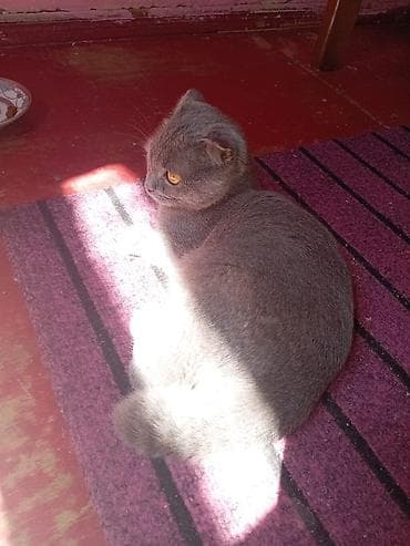 sfinks pişik: Şotland, Yaxşı əllərə — 1