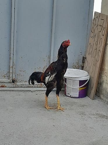 heyvan bazarları: 9 aylığdı qızğın heyvandı real alıcılar əlaqə saxlasın ünvan Masazır — 3