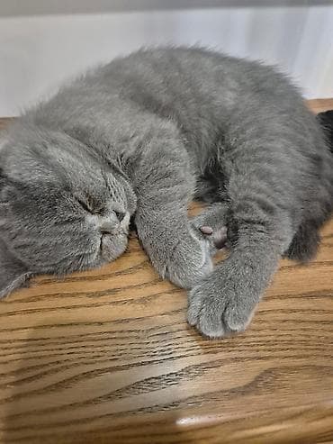 heyvan adlari: Britan — 6