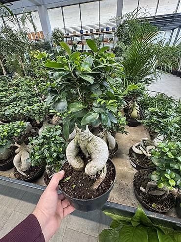 monstera bitkisi: Ficus Ginseng bonsai – dekorativ otaq bitkisi - Növ: Ficus microcarpa — 6