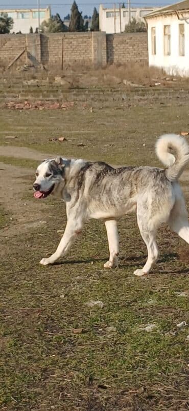 Lexus: Qurdbasar, 1 il, Erkek, Peyvəndli, Ödənişli çatdırılma — 2