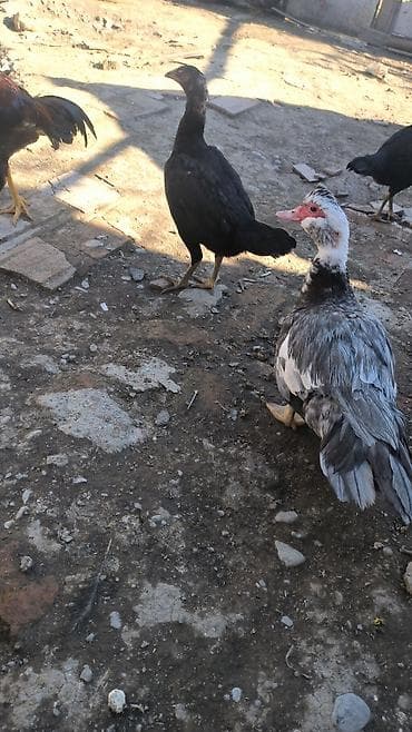 gəncə toyuq satan: Toyuq cücələri, Damazlıq — 3