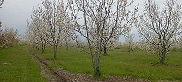 130 sot, Kənd təsərrüfatı, Mülkiyyətçi, Kupça (Çıxarış)