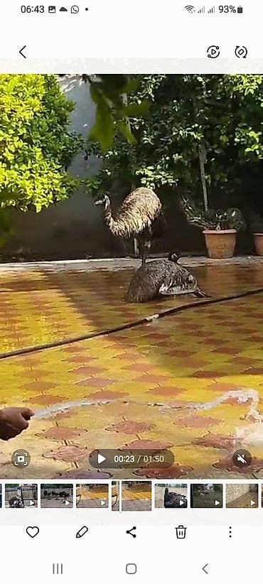 Məhsul: Afrika Dəvəquşu və Emu dəvəquşu Salam Afrika Dəvəquşu boyu — 2