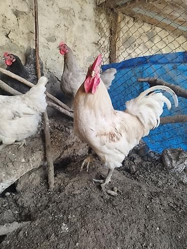 goyərcin yumurta: Avstrolop yumurtası satılır, ağ, qara, boz rəngləri var — 1