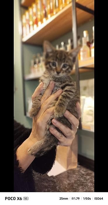 bala ordək: Tabbi, Yaxşı əllərə — 2