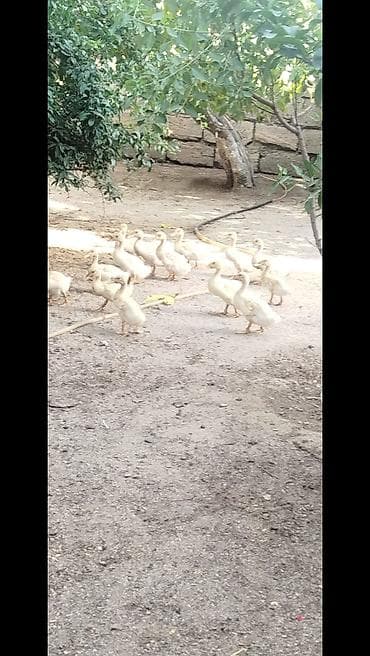 Salam tam saqlam Pekin kuban ordekler satılır 1 ayliqdilar 21 edəndir