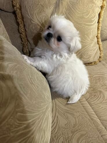 Gəmiricilər: Pekines — 8