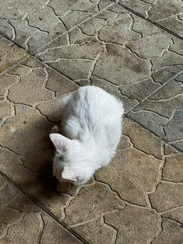 pişik blender: Yaxşı əllərə — 1