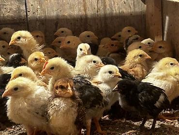 quş adları: Toyuq cücələri, Ətlik — 3