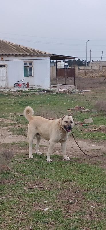 satiliq itler: Kanqal, 2 il, Erkek — 6