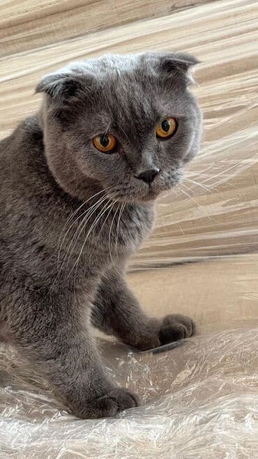 Tavalar: Şotland yastı qulaq — 2