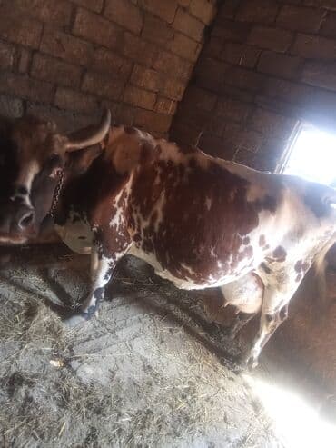 sağmal inek: Süd inəyi – al-ala rəngli, buynuzlu, güclü bədən quruluşlu — 4