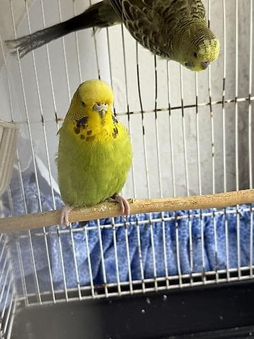 bülbül quşu: Cute hazır Çex quşlar, qızgın quşlardır ve temiz qan cex quşlardır — 2