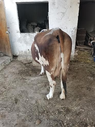 Dişi, Simental, il: 4, Ətlik