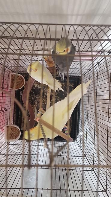 qaşqaldaq quşu: Nymph (kakaduil) tutuquşuları və qəfəs dəst 2 dişi 1 erkek 2 illik — 1