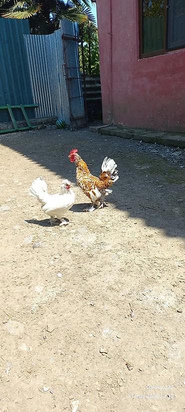 tovuz quslari: Toyuq, Yumurtalıq — 2