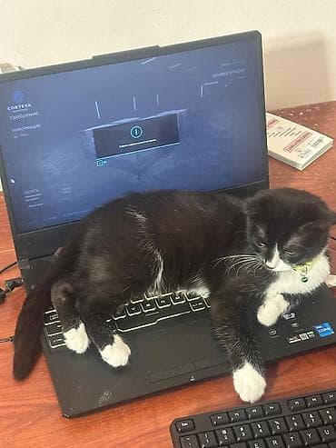 Digər heyvanlar: Şotland yastı qulaq, Erkək, Yaxşı əllərə, Ünvandan götürmə — 1