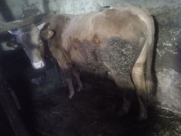 inekler ucar: Satılır: 2 baş cins buğa - Növ: mal-qara (erkək buğa) - Say: 2 baş - — 3