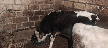 Dana, buzov, Erkək, ay: 12, 130 kq, Ətlik