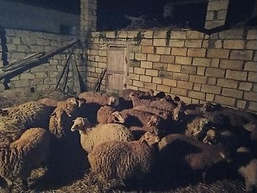 xudat heyvan satışı: 12 baş balalı,5 baş şeg, ümumi sayı 29 — 7