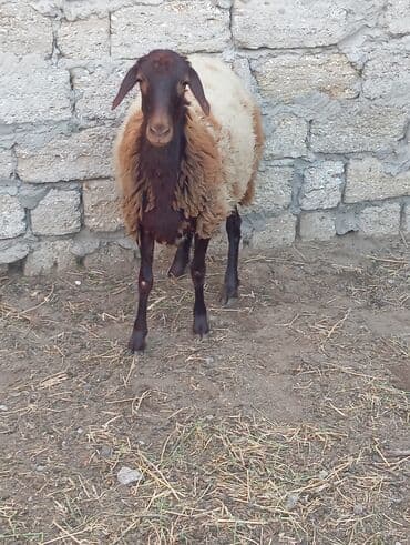 сколько стоят щенки: Самка, Qala, лет: 1, Для разведения, Самовывоз — 3