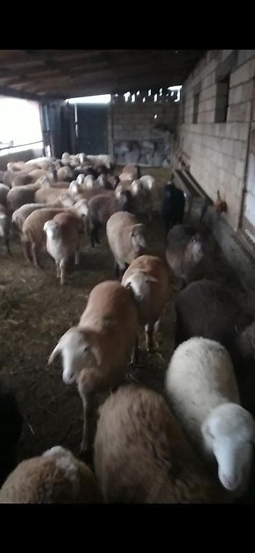 cins inəklərin satışı: Salam qardaşlar 70 baş əmlik quzular satıram kom 255 istəyən zənq — 2