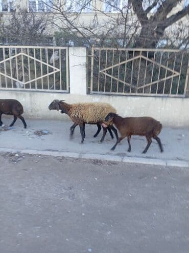 Аквариумы: Qoyun sürüsü – yerli ətlik/yunlu istiqamət - Şəkillərdə müxtəlif — 6
