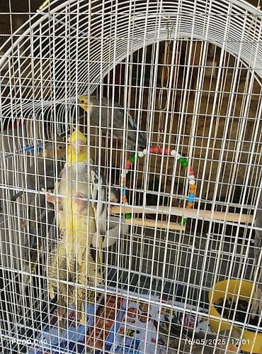qirmizi bas goyercin: Hazir dişi ruçnoy Növ: Nimfa (Cockatiel) – sarı rəngli, başında tüklü — 3
