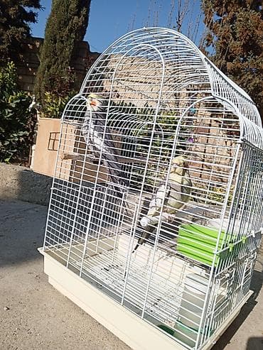 pomeranian satilir: 2 ədəd korella satılır! dişi erkək,heçbir xəsdəlikləri yoxdur,qəfəs — 3