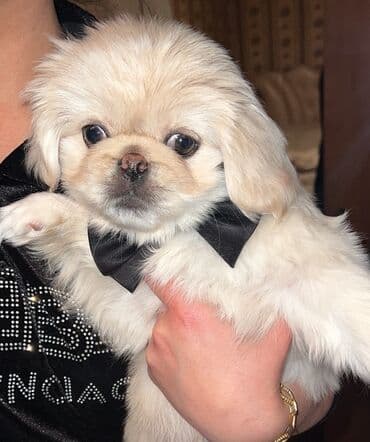 породистые собаки в добрые руки: Dişi, Yaxşı əllərə, Ünvandan götürmə — 1