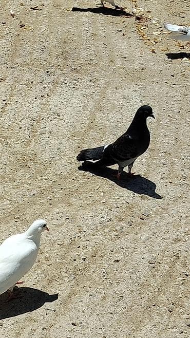 qaz ve ordek satisi: 3 denedi, hamsi 40 azn Qaradağ göy erkekdi iksi maya — 2