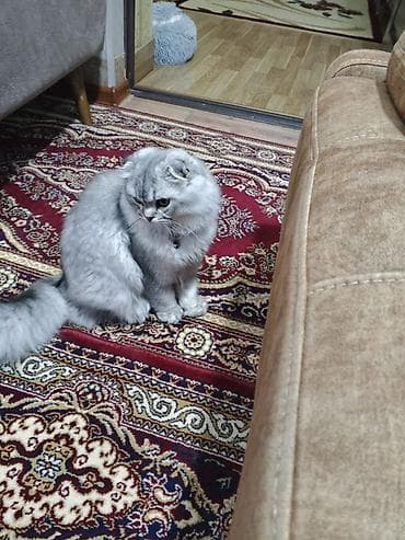 pişik latoku: Şotland uzun tüklü — 3