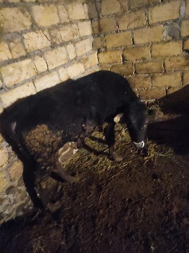qara it sekilleri: Dana, buzov, Erkək, ay: 12, 130 kq, Ətlik — 9
