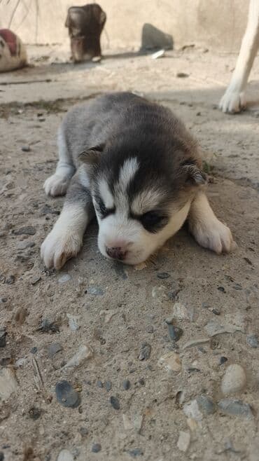 xaski iti haqqinda melumat: Xaski — 2