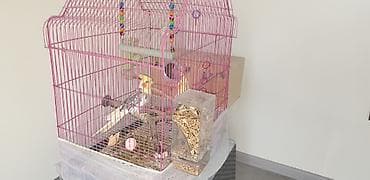 hazır yuva: Təcili korella tutuquşular satılır 🦜 Dişi və erkək korella — qohum — 1