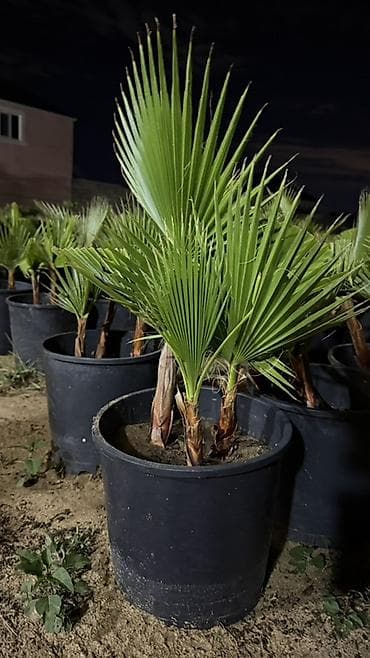 agac tingleri: Traxikarpus (Trachycarpus fortunei) xurma palmaları – qara plastik — 2