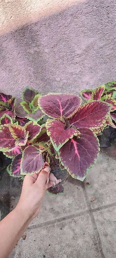 peygember gulu: Məhsul: dekorativ saksı bitkiləri – Fuşya (Fuchsia) və Koleus (Coleus) — 4