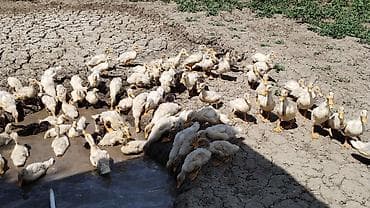 etlik inek cinsleri: Salam 120 ədəd kuban Pekin ördeyi var 1 ayliq Catdirilma var hamsin — 4