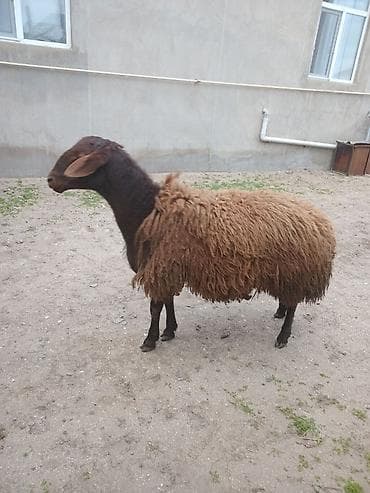 Erkək, il: 1, 60 kq, Damazlıq, Ünvandan götürmə